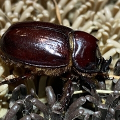 Dasygnathus sp. (genus) (Rhinoceros beetle) at Jerrabomberra, NSW - 16 Jan 2022 by SteveBorkowskis