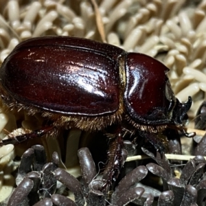 Dasygnathus sp. (genus) at Jerrabomberra, NSW - 16 Jan 2022