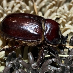 Dasygnathus trituberculatus (Rhinoceros beetle) at Jerrabomberra, NSW - 15 Jan 2022 by Steve_Bok