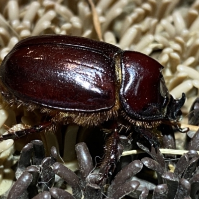 Dasygnathus sp. (Rhinoceros beetle) at Jerrabomberra, NSW - 15 Jan 2022 by Steve_Bok