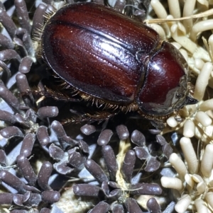 Dasygnathus sp. (genus) at Jerrabomberra, NSW - suppressed