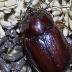 Dasygnathus sp. (genus) at Jerrabomberra, NSW - 16 Jan 2022