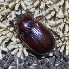 Dasygnathus sp. (genus) at Jerrabomberra, NSW - 16 Jan 2022