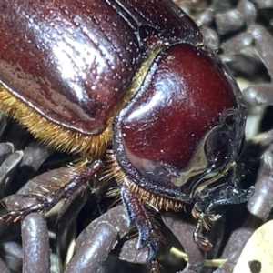 Dasygnathus sp. (genus) at Jerrabomberra, NSW - 16 Jan 2022