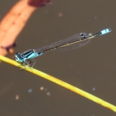 Ischnura heterosticta (Common Bluetail Damselfly) at Stranger Pond - 15 Jan 2022 by RodDeb