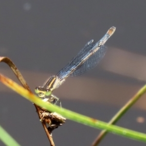 Ischnura heterosticta at Bonython, ACT - 15 Jan 2022