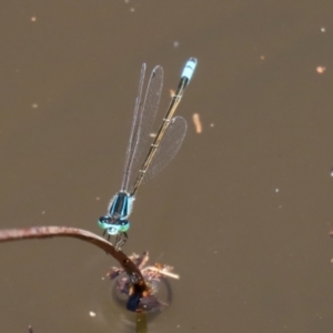 Ischnura heterosticta at Bonython, ACT - 15 Jan 2022