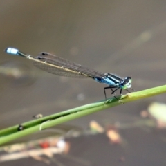 Ischnura heterosticta at Bonython, ACT - 15 Jan 2022