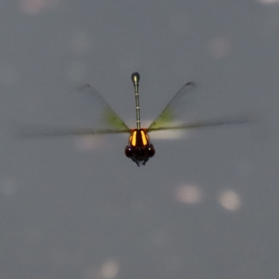 Nososticta solida (Orange Threadtail) at Stranger Pond - 15 Jan 2022 by RodDeb