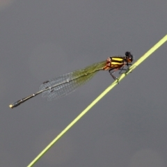 Nososticta solida at Bonython, ACT - 15 Jan 2022