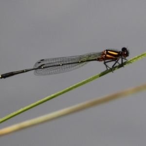 Nososticta solida at Bonython, ACT - 15 Jan 2022