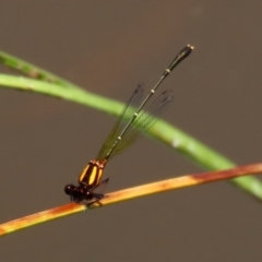 Nososticta solida at Bonython, ACT - 15 Jan 2022