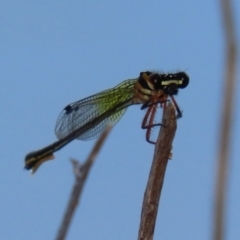 Nososticta solida at Bonython, ACT - 15 Jan 2022