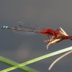 Xanthagrion erythroneurum (Red & Blue Damsel) at Stranger Pond - 15 Jan 2022 by RodDeb