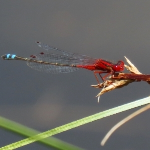 Xanthagrion erythroneurum at Bonython, ACT - 15 Jan 2022