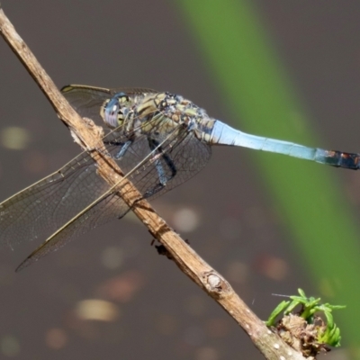 Orthetrum caledonicum (Blue Skimmer) at Stranger Pond - 15 Jan 2022 by RodDeb