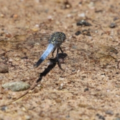 Orthetrum caledonicum at Bonython, ACT - 15 Jan 2022