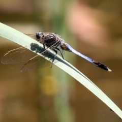 Orthetrum caledonicum at Bonython, ACT - 15 Jan 2022