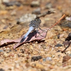 Orthetrum caledonicum at Bonython, ACT - 15 Jan 2022 02:21 PM