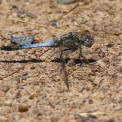 Orthetrum caledonicum at Bonython, ACT - 15 Jan 2022 02:21 PM