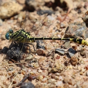 Austrogomphus australis at Bonython, ACT - 15 Jan 2022 02:25 PM