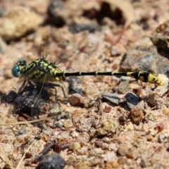 Austrogomphus australis at Bonython, ACT - 15 Jan 2022 02:25 PM