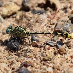 Austrogomphus australis at Bonython, ACT - 15 Jan 2022 02:25 PM