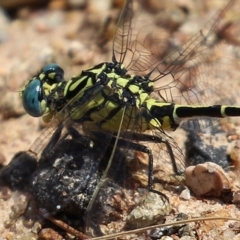 Austrogomphus australis at Bonython, ACT - 15 Jan 2022 02:25 PM