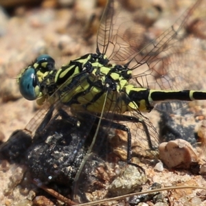 Austrogomphus australis at Bonython, ACT - 15 Jan 2022 02:25 PM