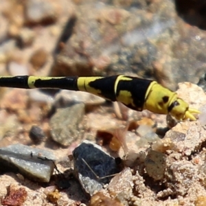 Austrogomphus australis at Bonython, ACT - 15 Jan 2022