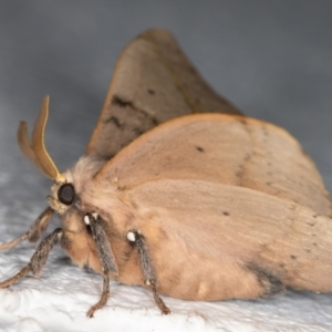 Anthela varia at Melba, ACT - 12 Dec 2021 10:21 PM