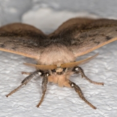 Anthela varia at Melba, ACT - 12 Dec 2021 10:21 PM