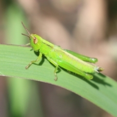 Bermius brachycerus (A grasshopper) at Stranger Pond - 15 Jan 2022 by RodDeb