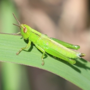 Bermius brachycerus at Bonython, ACT - 15 Jan 2022