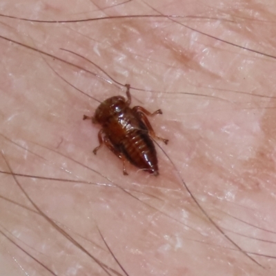 Cicadellidae (family) (Unidentified leafhopper) at Stranger Pond - 15 Jan 2022 by RodDeb