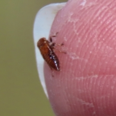 Cicadellidae (family) at Bonython, ACT - 15 Jan 2022 03:01 PM