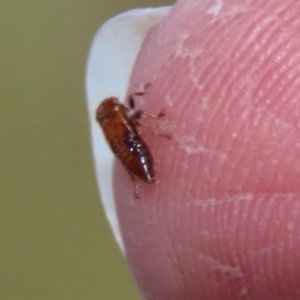 Cicadellidae (family) at Bonython, ACT - 15 Jan 2022