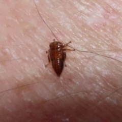 Cicadellidae (family) at Bonython, ACT - 15 Jan 2022 03:01 PM