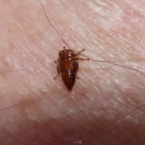 Cicadellidae (family) at Bonython, ACT - 15 Jan 2022