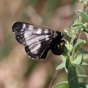 Phalaenoides tristifica at Bonython, ACT - 15 Jan 2022 02:47 PM