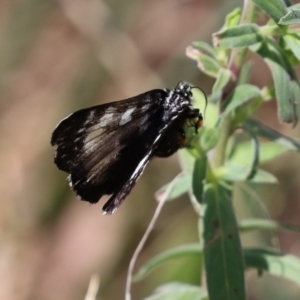 Phalaenoides tristifica at Bonython, ACT - 15 Jan 2022 02:47 PM