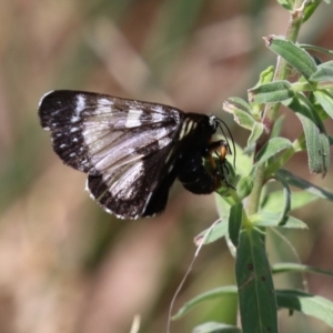 Phalaenoides tristifica at Bonython, ACT - 15 Jan 2022 02:47 PM