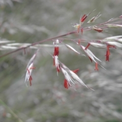 Rytidosperma pallidum (Red-anther Wallaby Grass) at Tennent, ACT - 9 Jan 2022 by MatthewFrawley