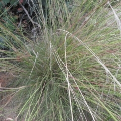 Rytidosperma pallidum at Tennent, ACT - 10 Jan 2022