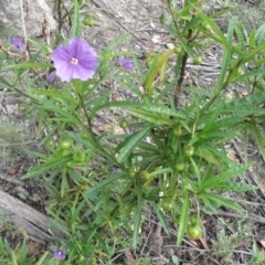 Solanum linearifolium at Tennent, ACT - 10 Jan 2022