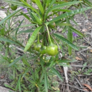 Solanum linearifolium at Tennent, ACT - 10 Jan 2022