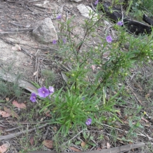 Solanum linearifolium at Tennent, ACT - 10 Jan 2022