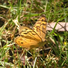 Heteronympha merope (Common Brown Butterfly) at Tennent, ACT - 10 Jan 2022 by MatthewFrawley