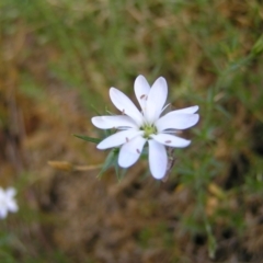 Stellaria pungens (Prickly Starwort) at Tennent, ACT - 9 Jan 2022 by MatthewFrawley