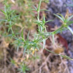 Stellaria pungens at Tennent, ACT - 10 Jan 2022 09:14 AM